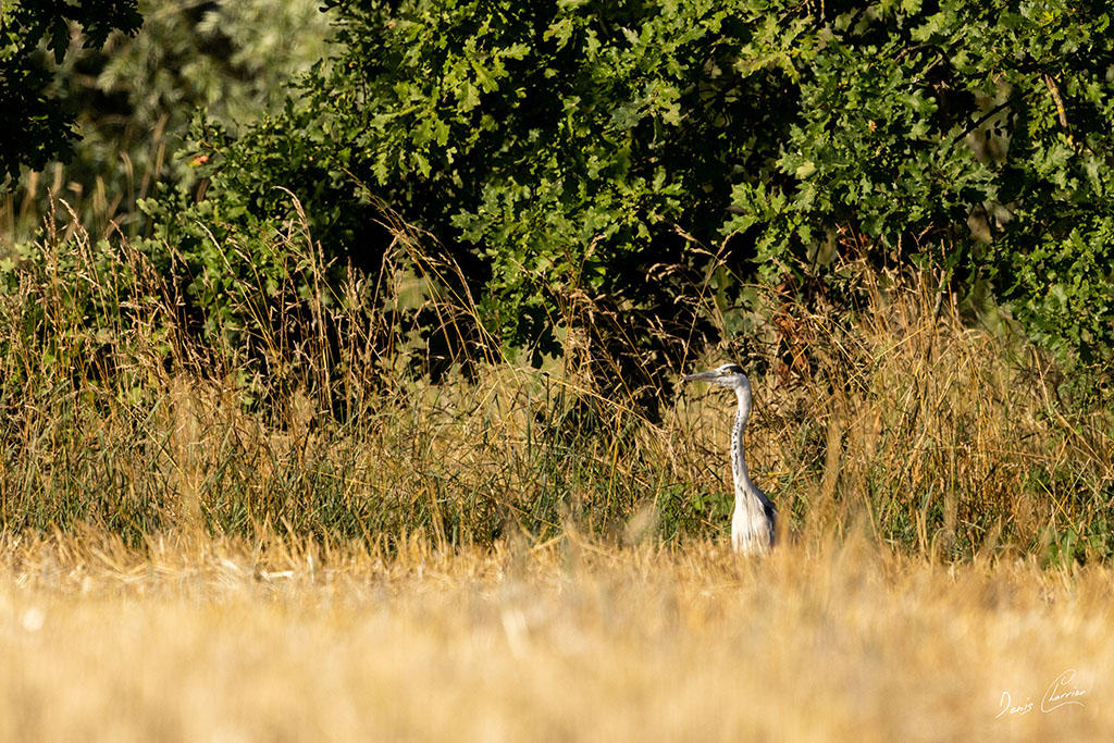 Héron cendré dans un champs jaune